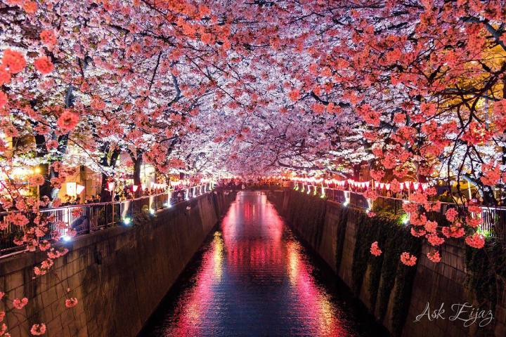 Sakura over the canal